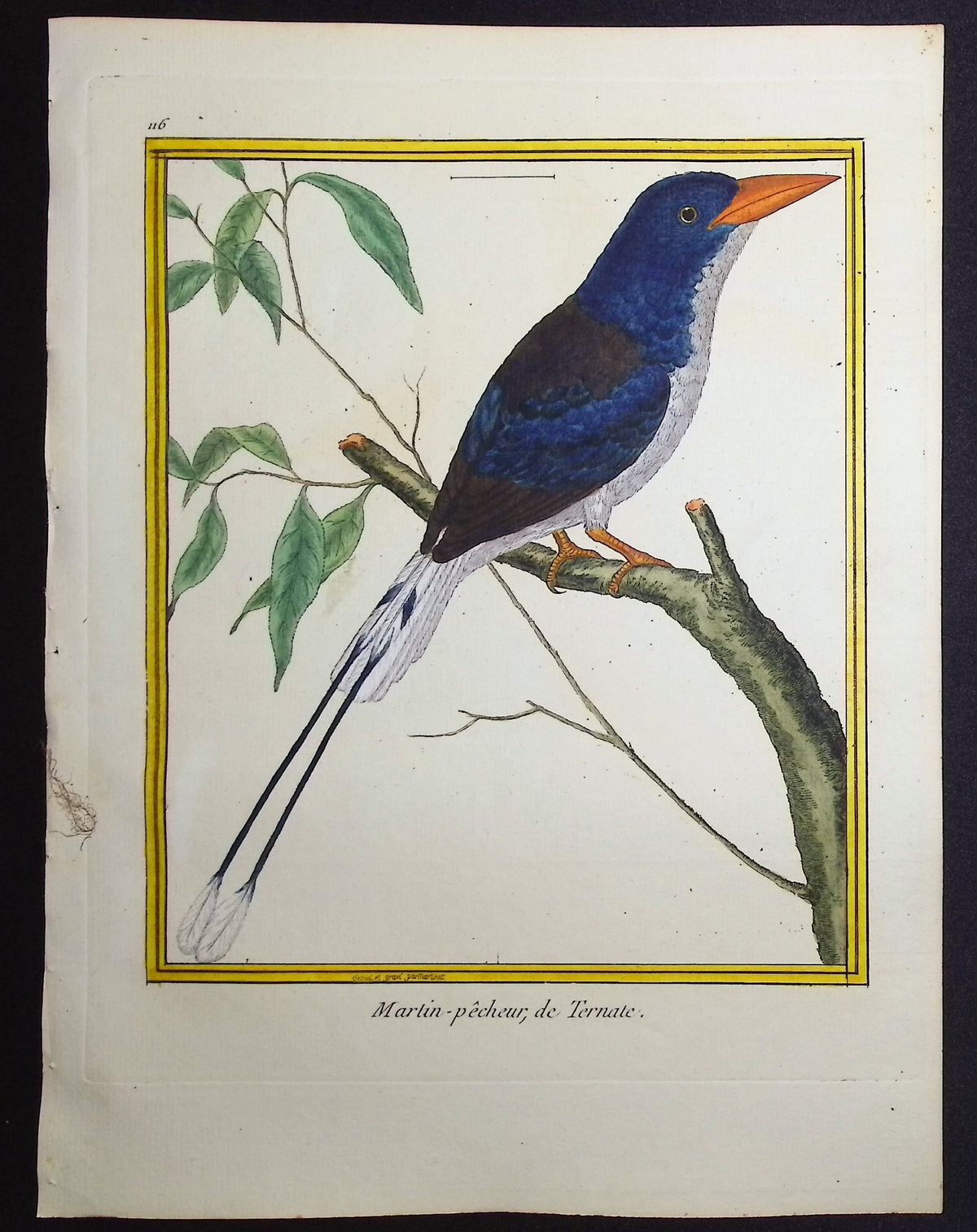 Kingfisher
