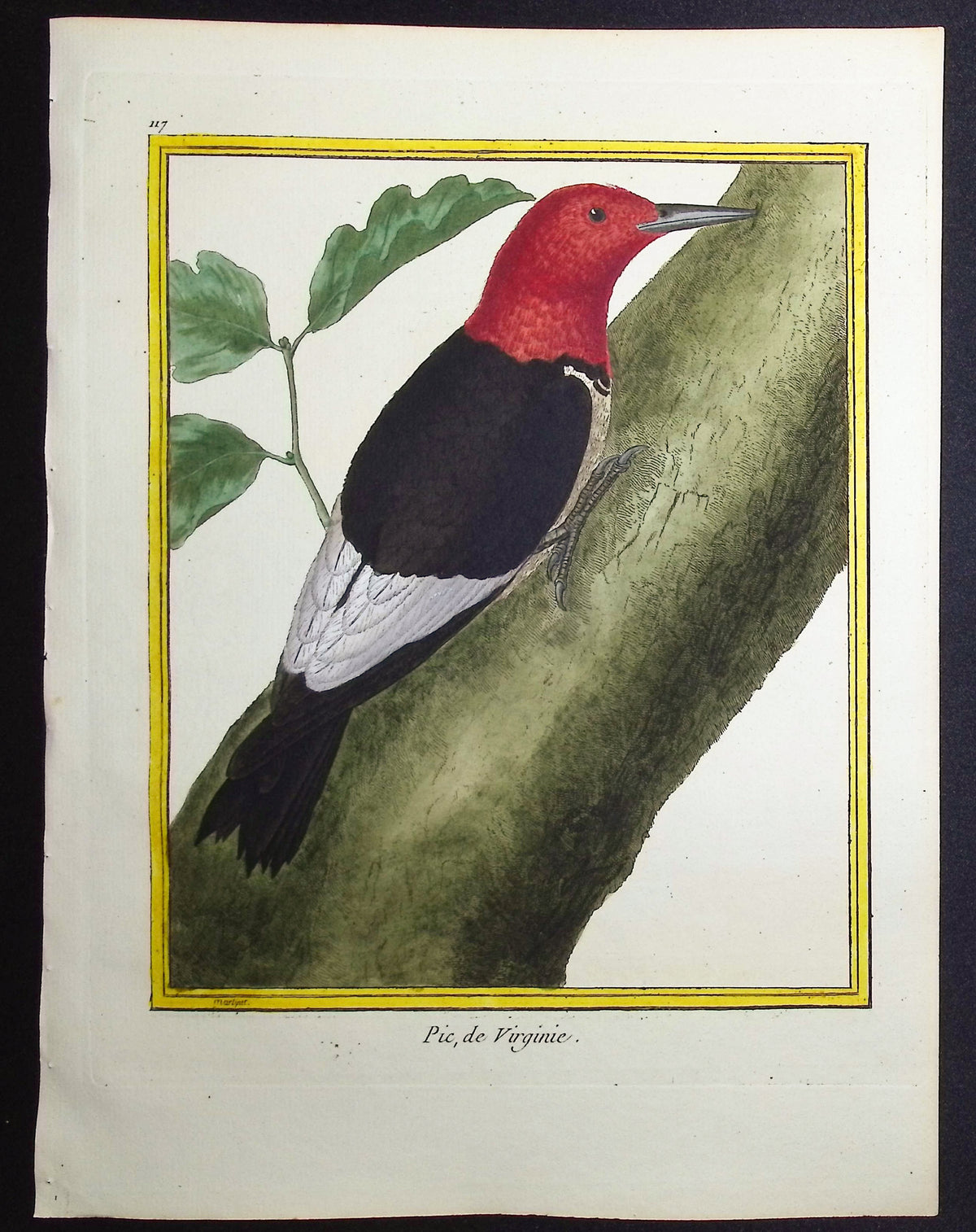 Woodpecker