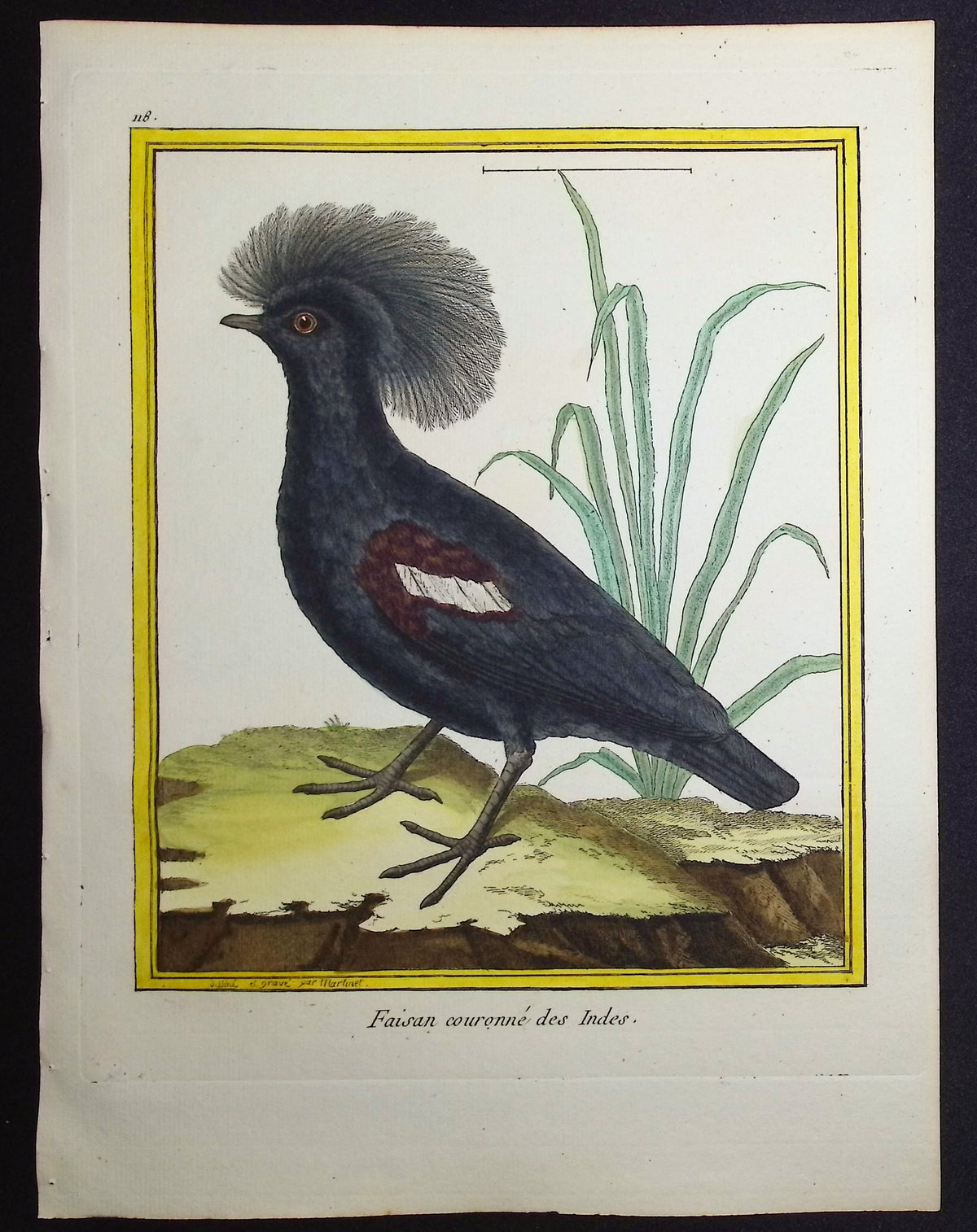 Pheasant