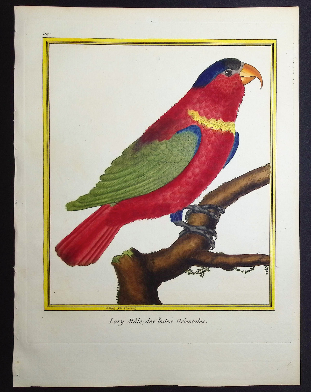 Parrot or Lory