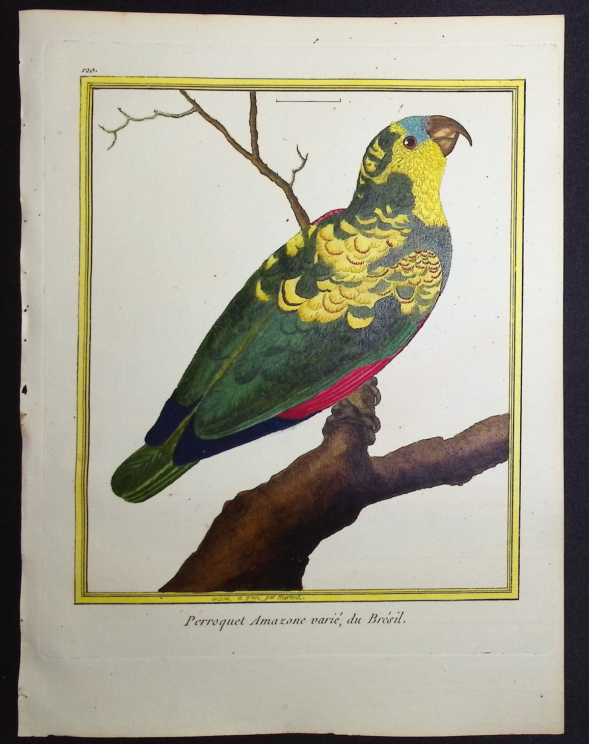 Parrot