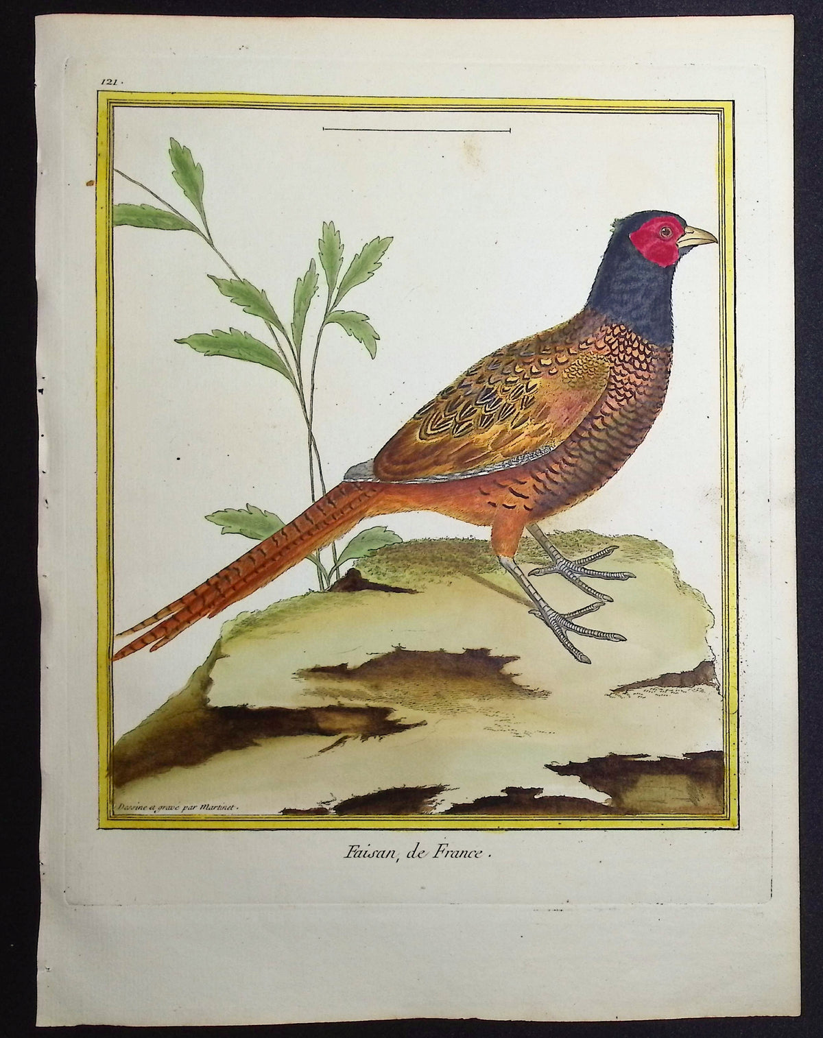 Pheasant