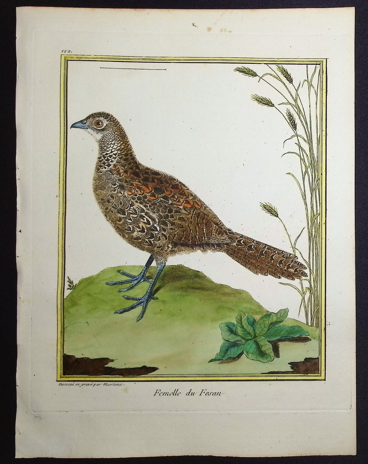 Pheasant (Female)
