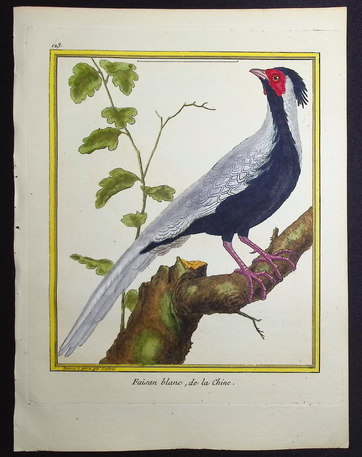 Pheasant (Male)