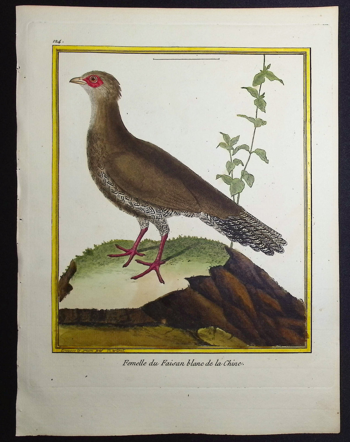 Pheasant (Female)