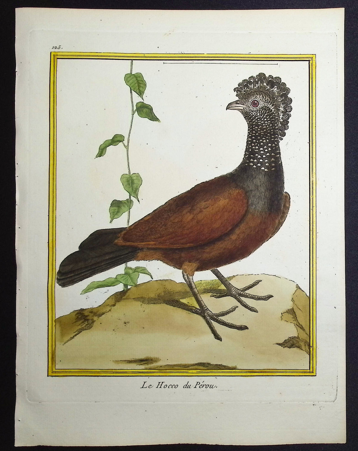 Curassow
