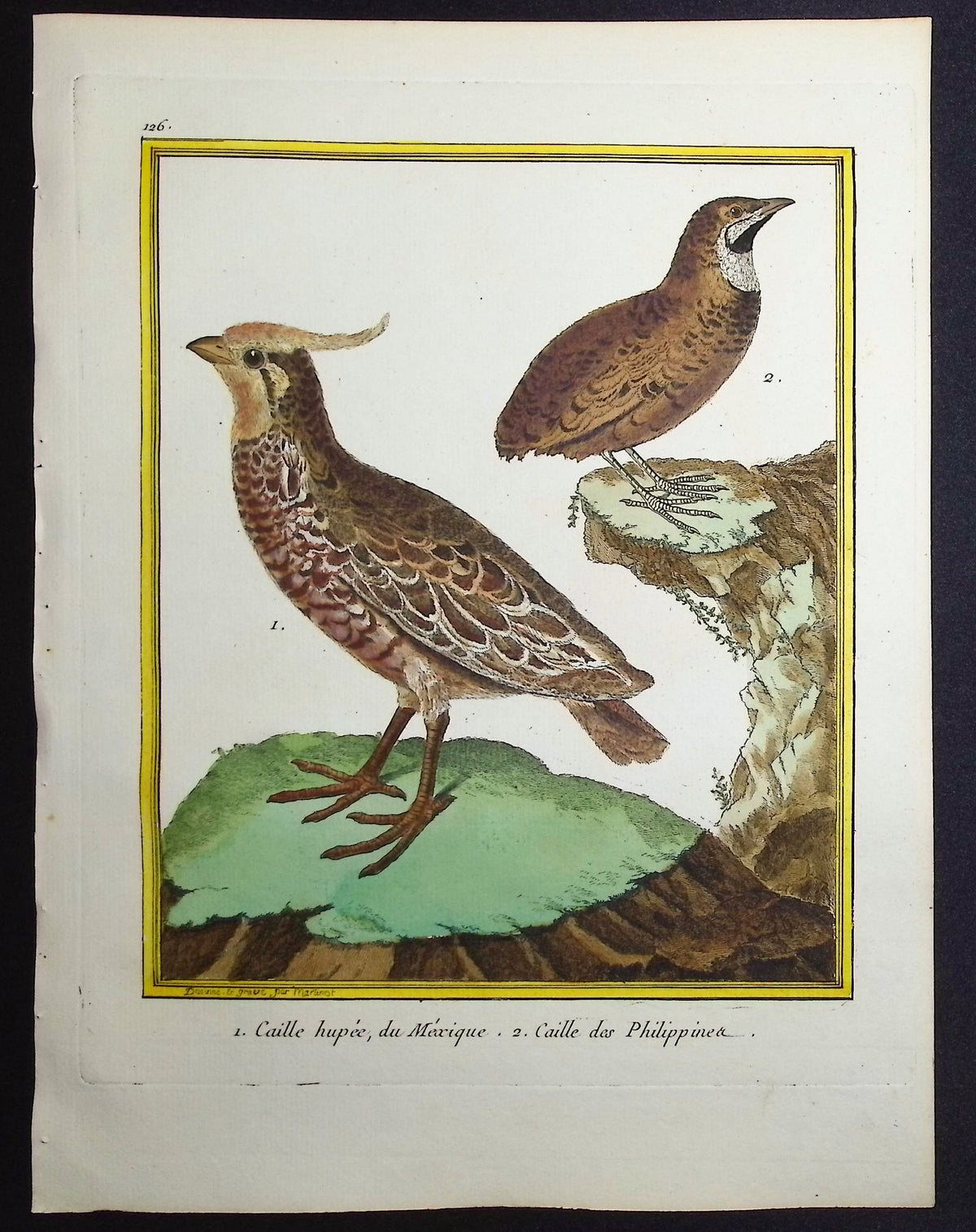 Quail