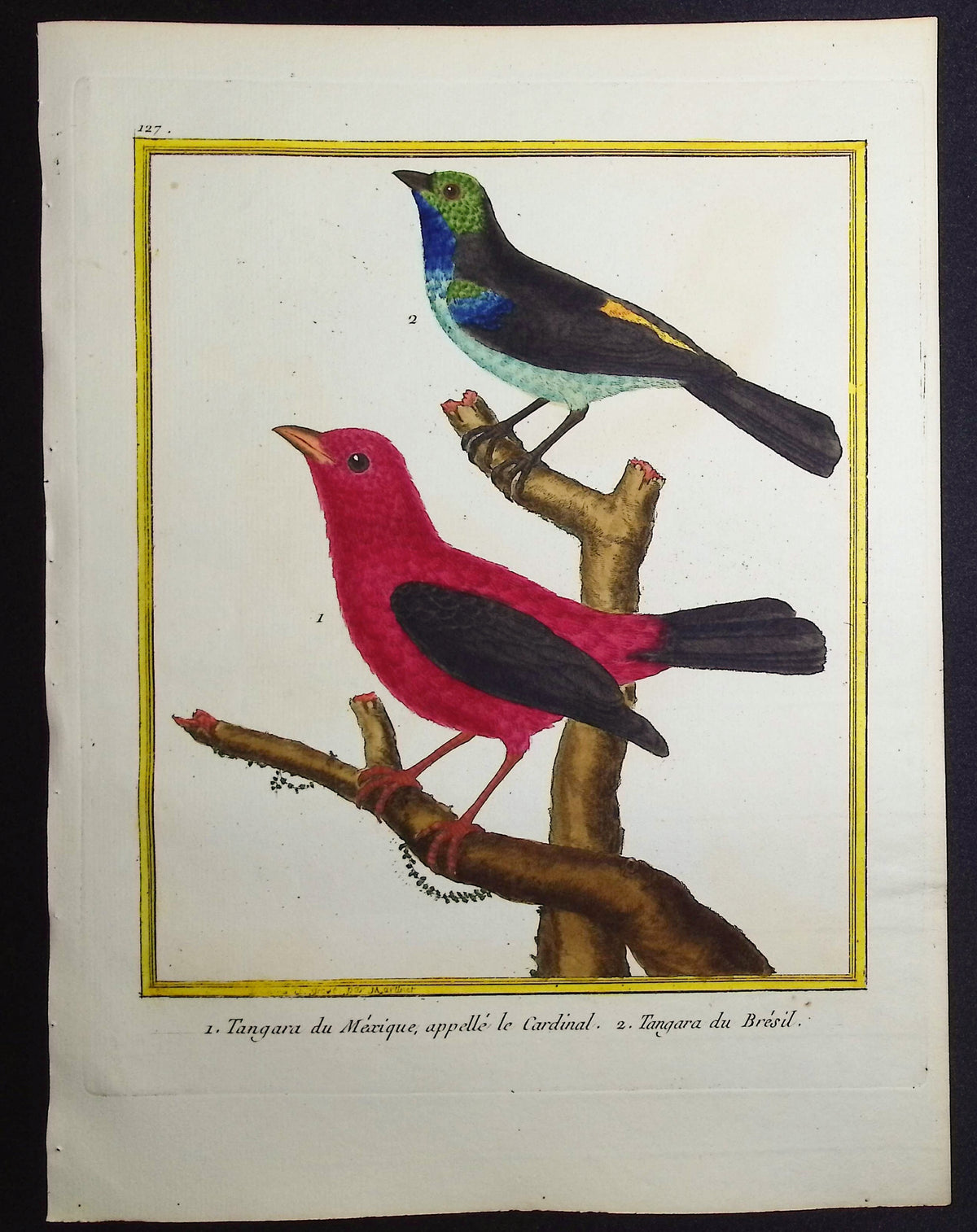 Tanager