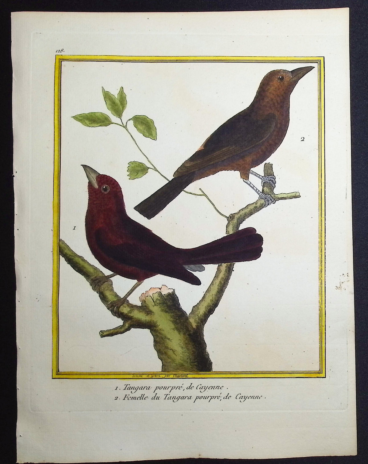 Tanager