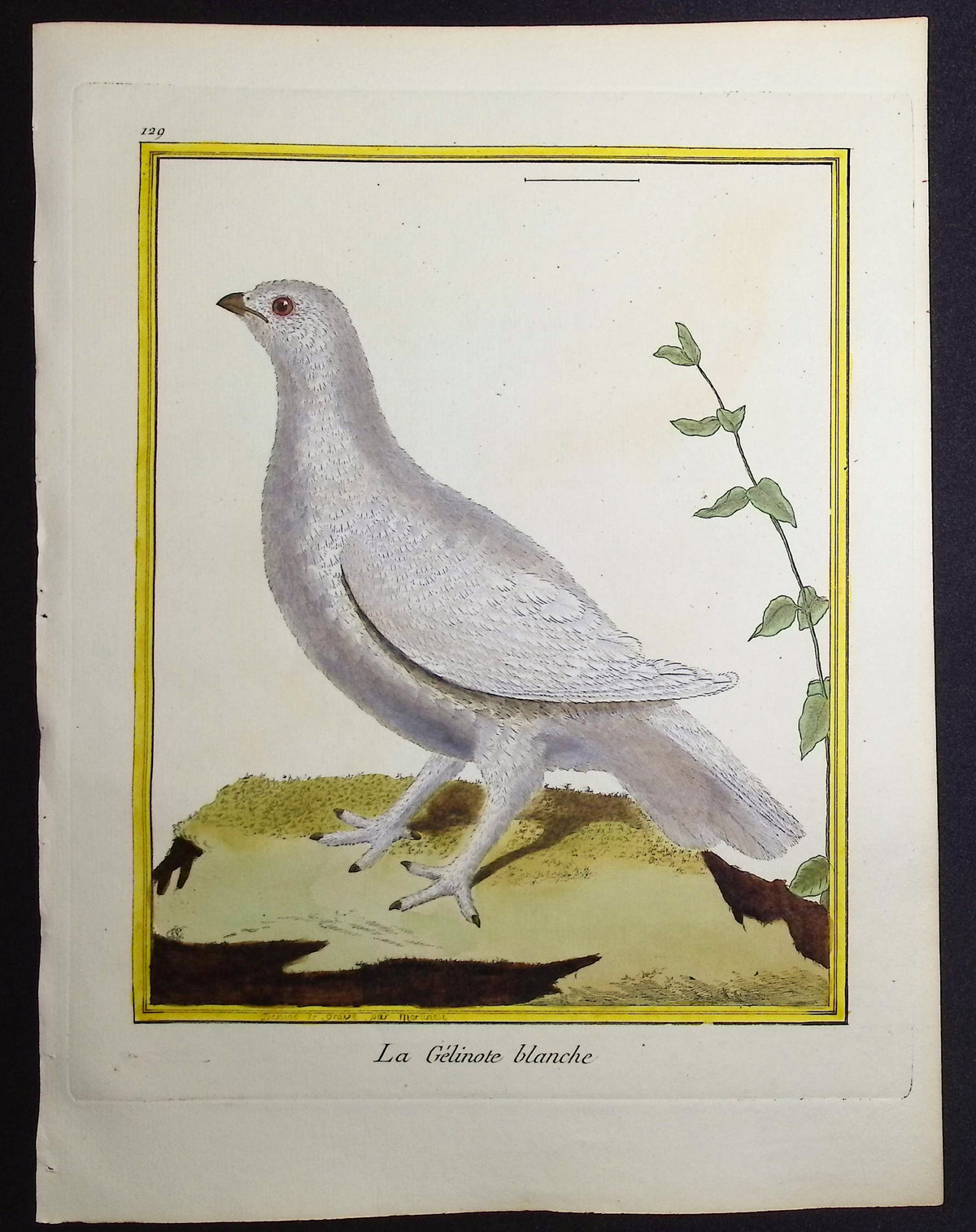 Grouse
