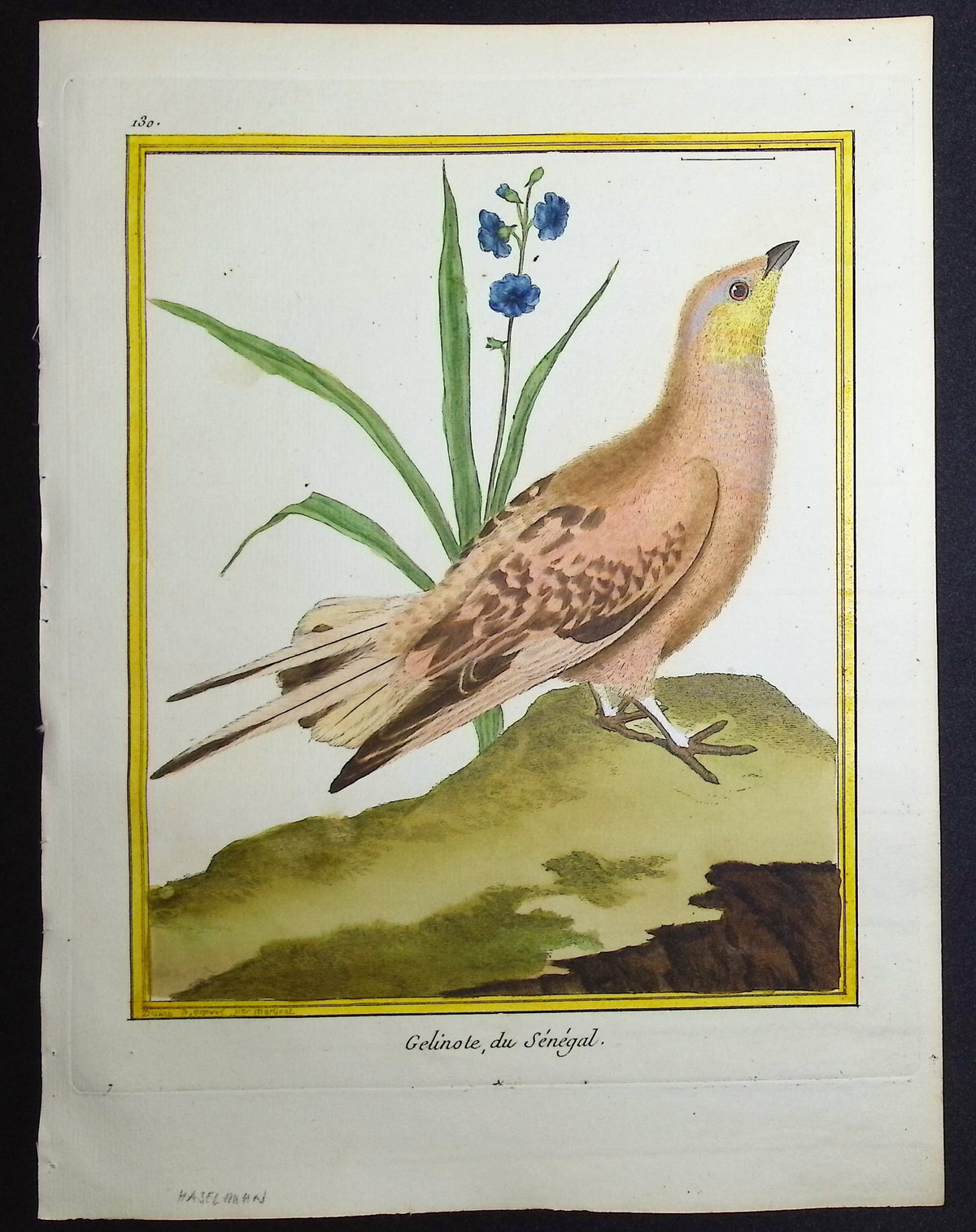 Grouse