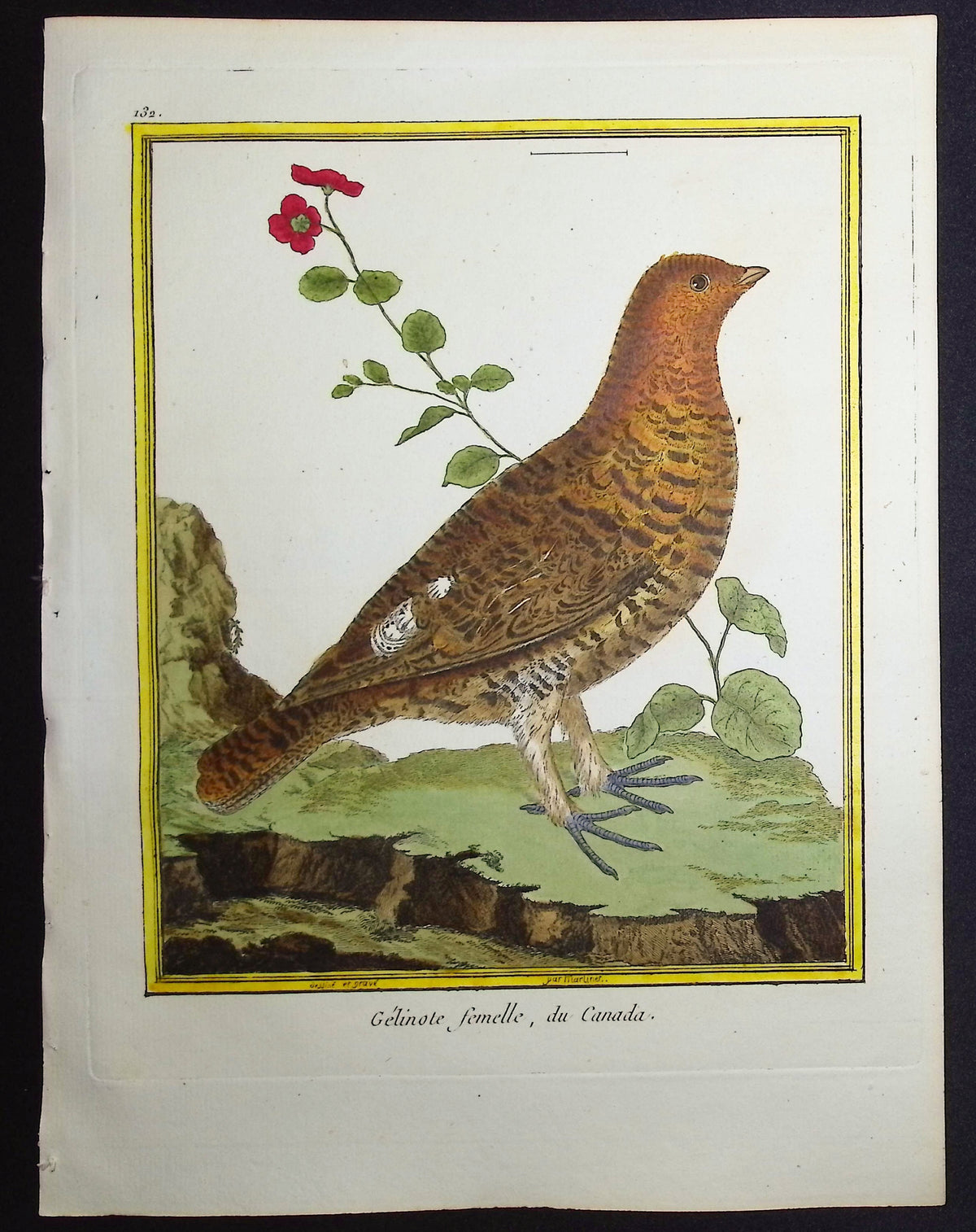 Grouse (Female)