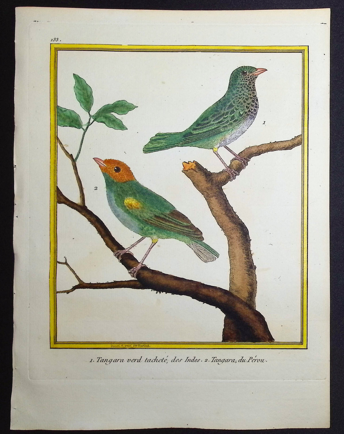 Tanager