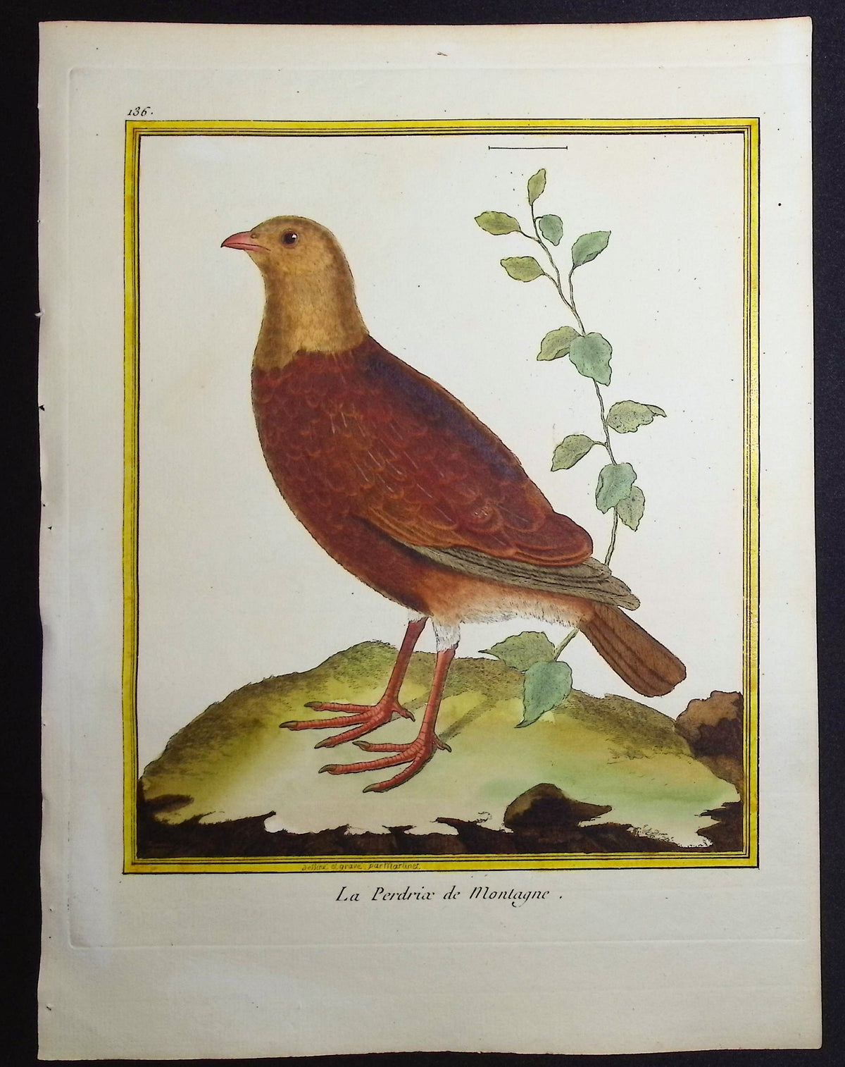 Partridge