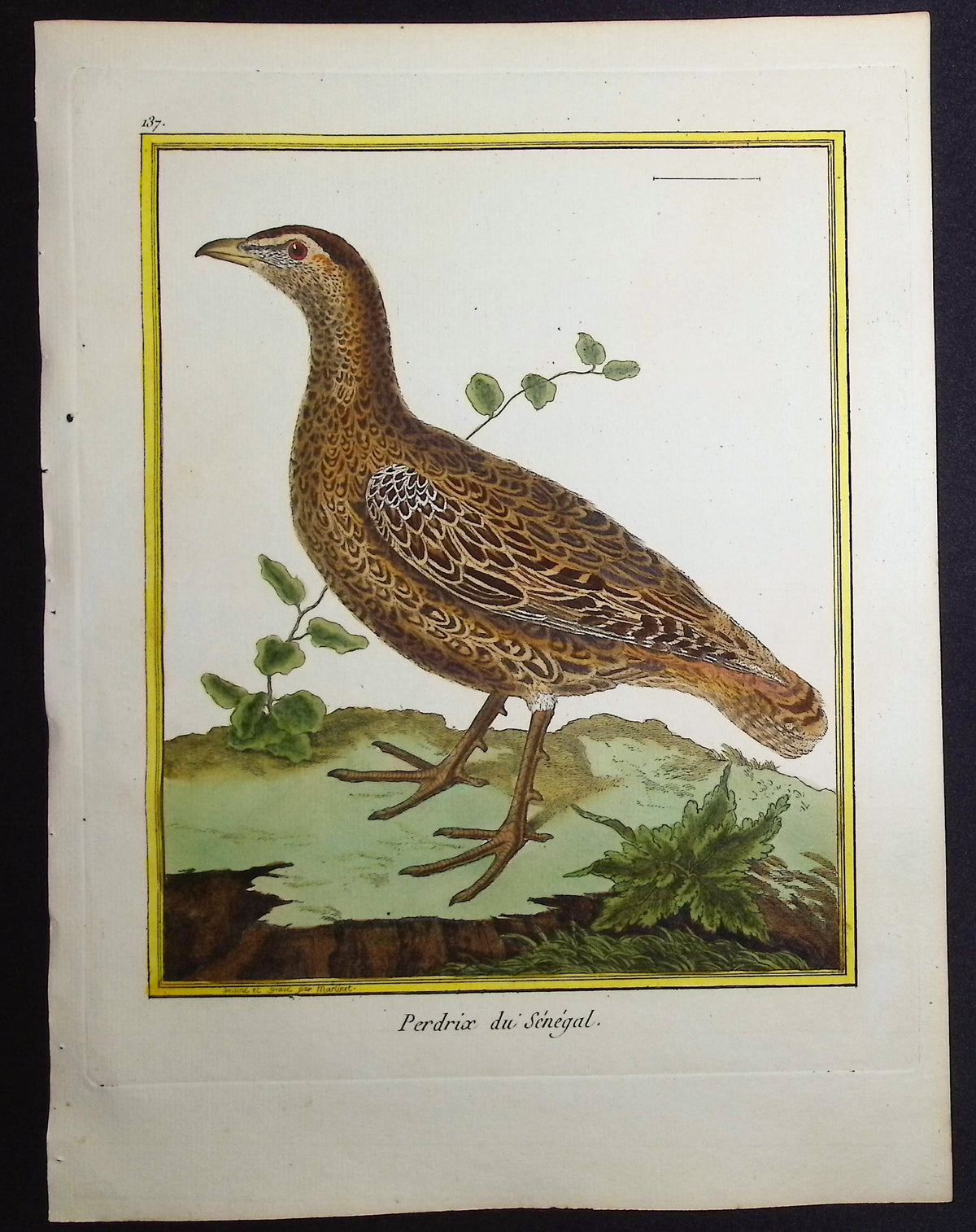 Partridge