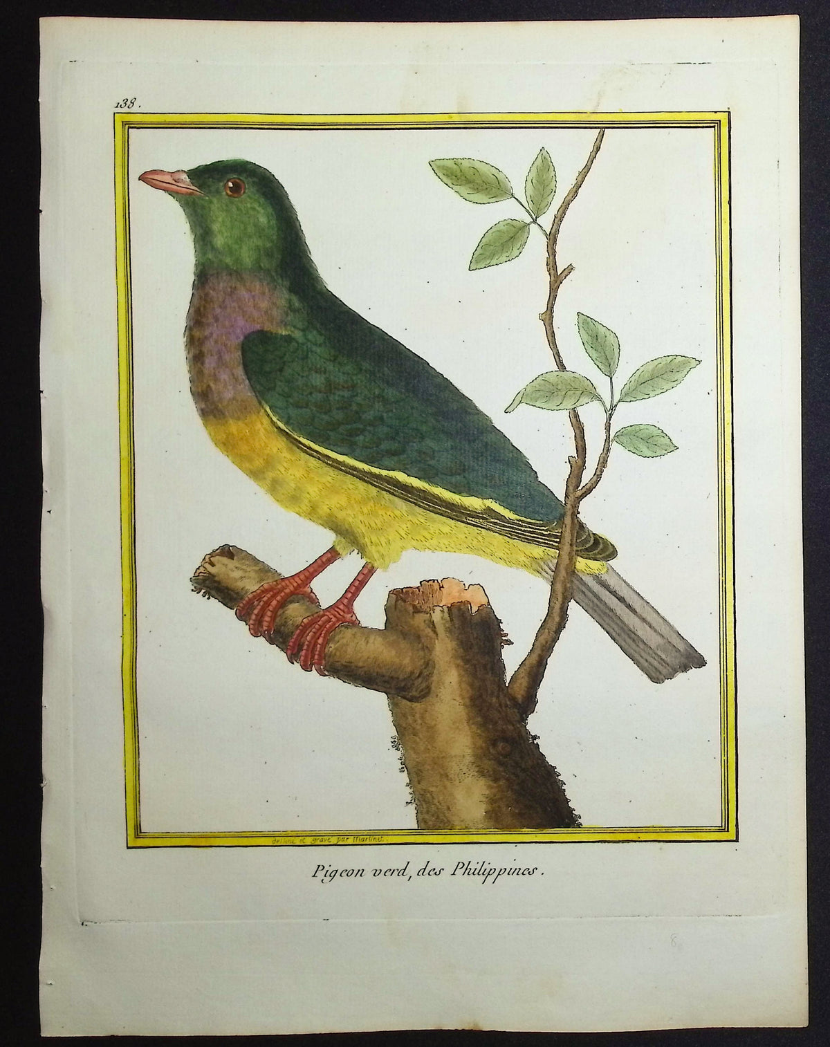 Pigeon