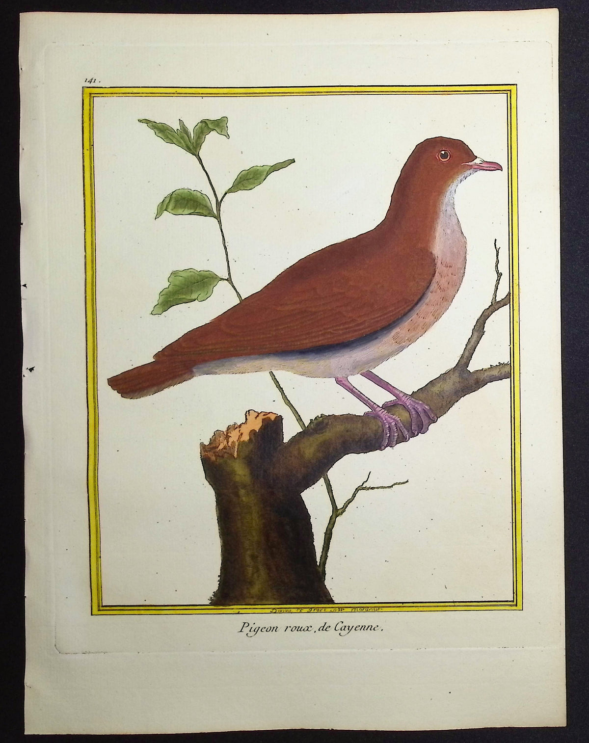 Pigeon