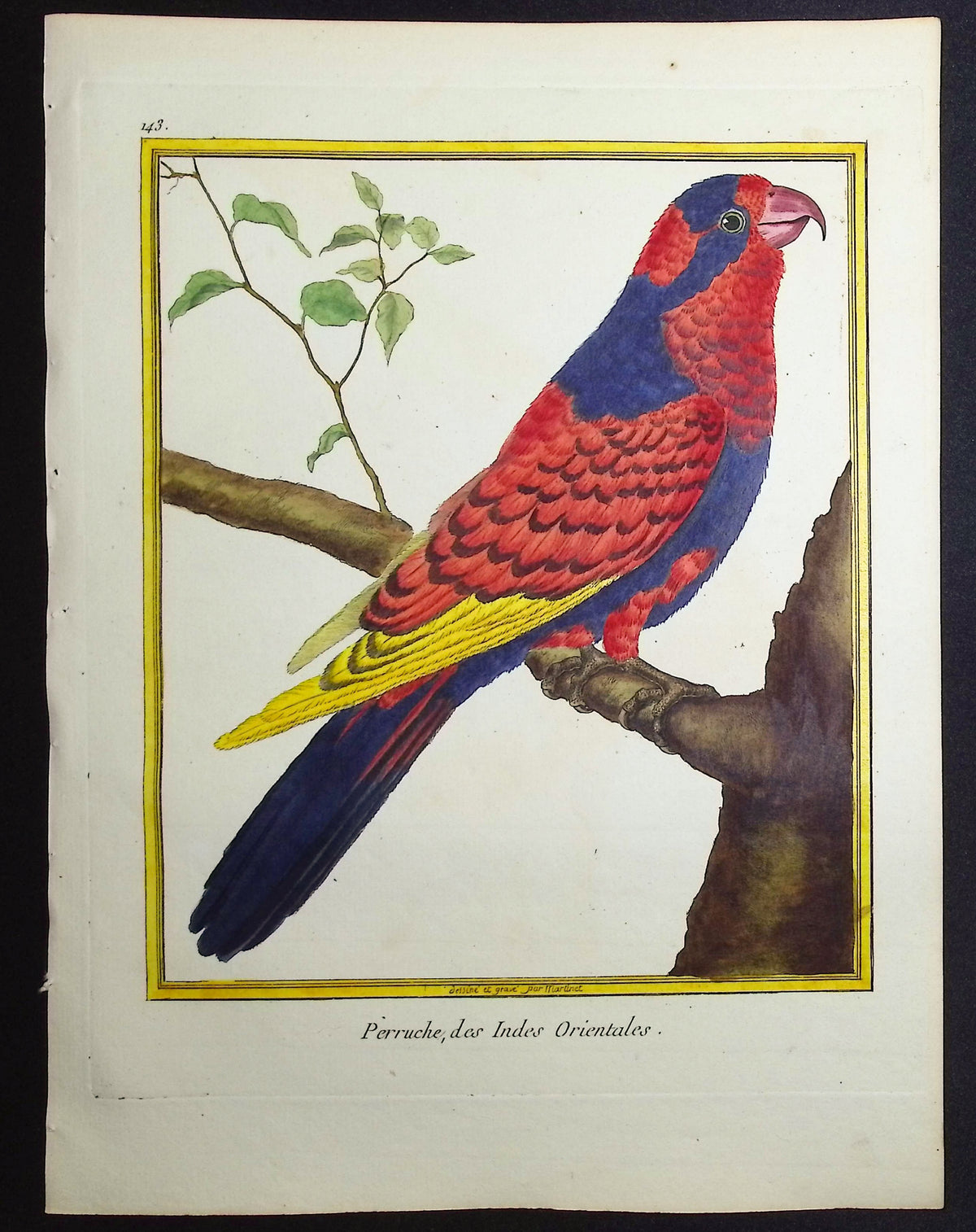 Parrot