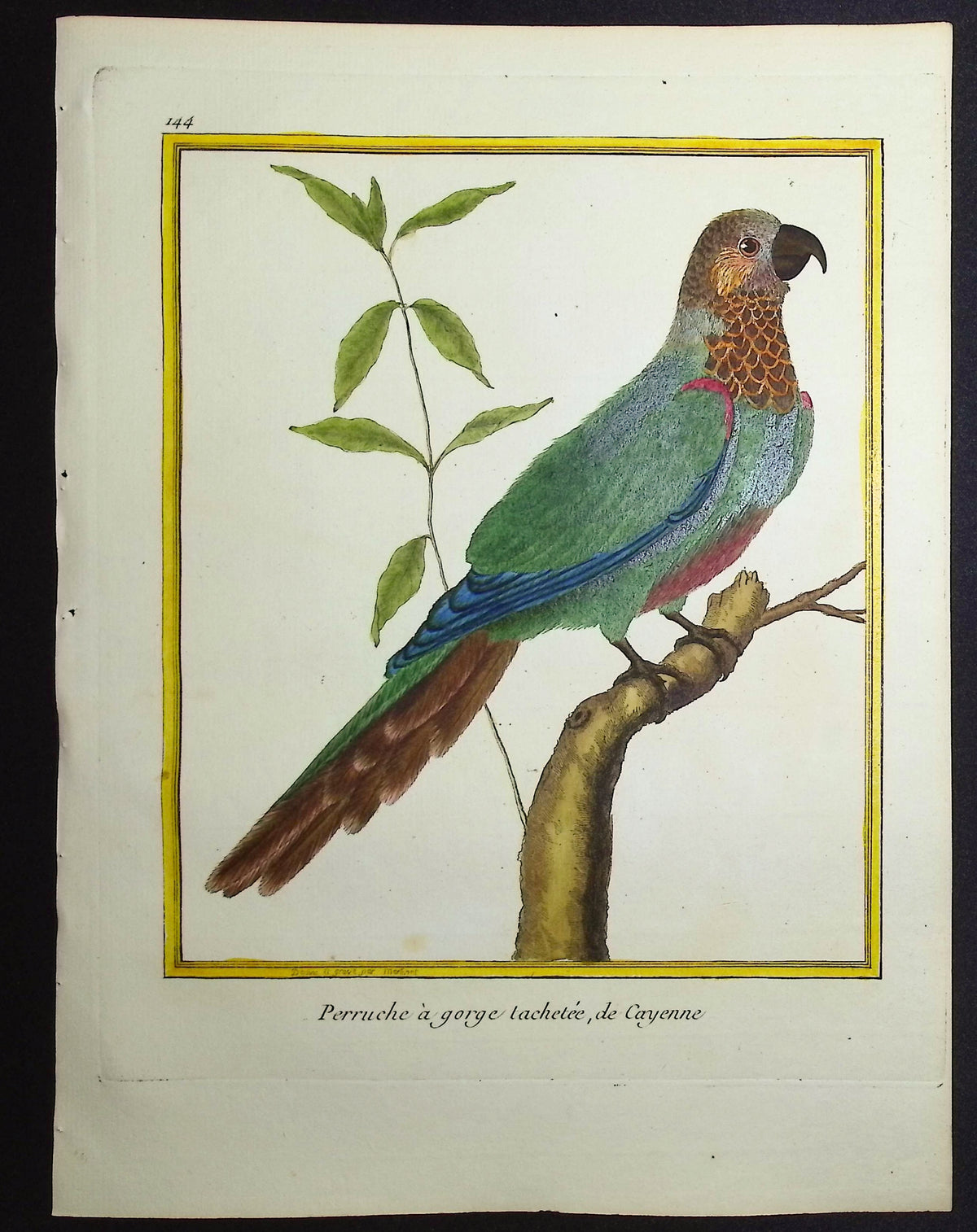 Parrot