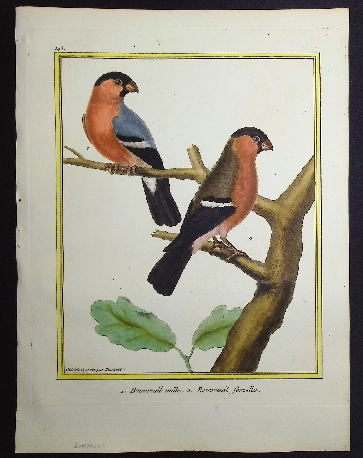 Bullfinch