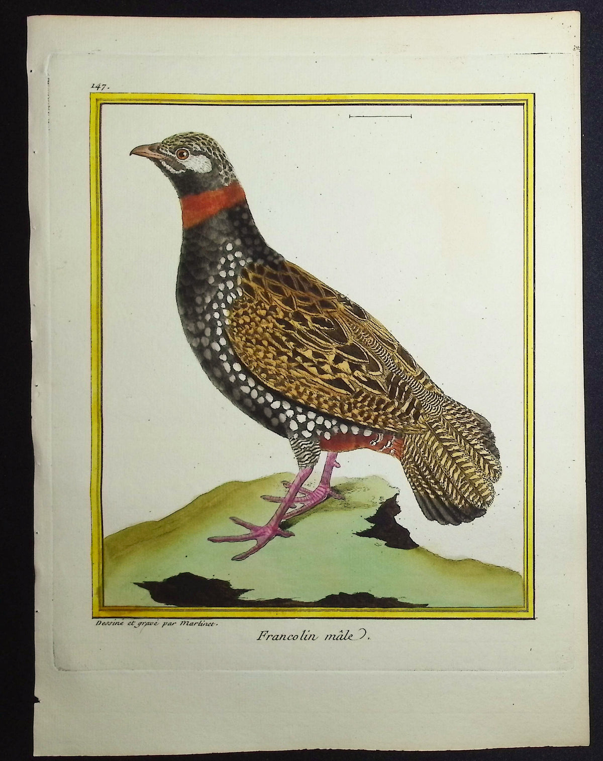 Francolin (Male)
