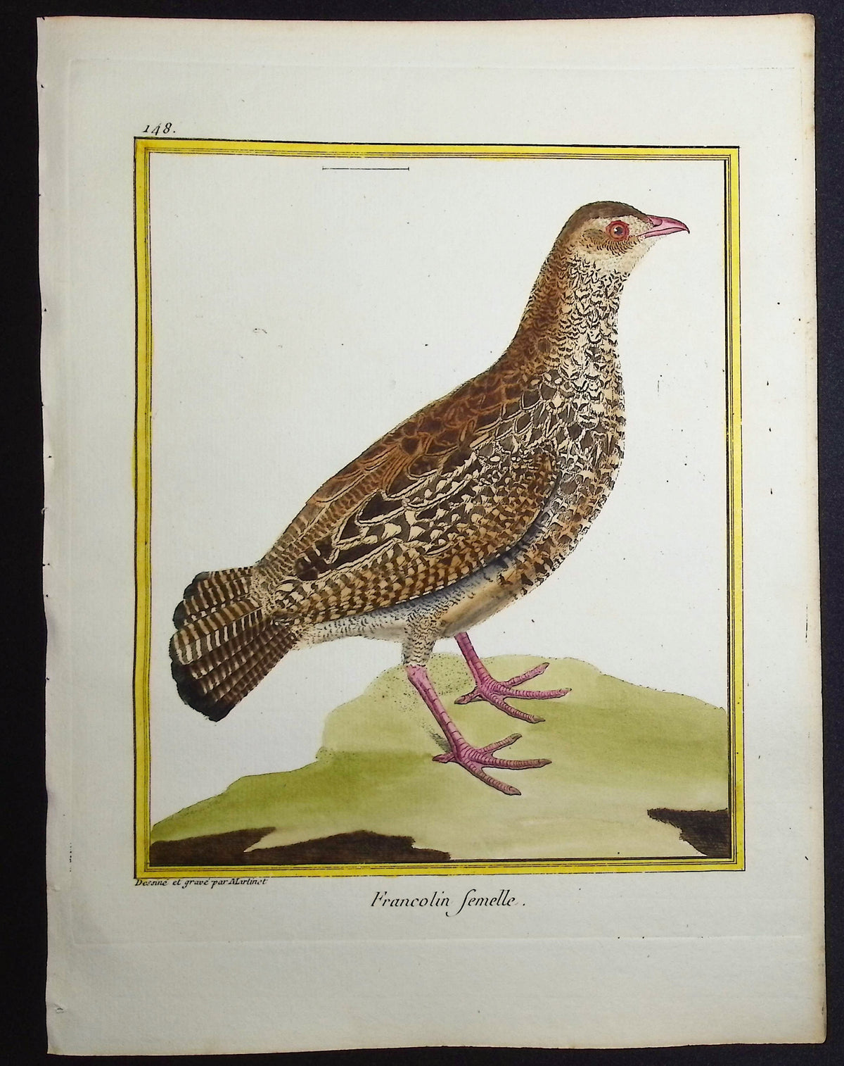 Francolin (Female)
