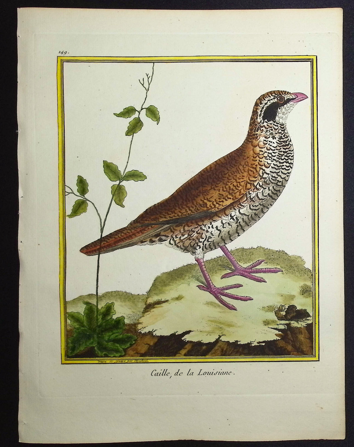 Quail