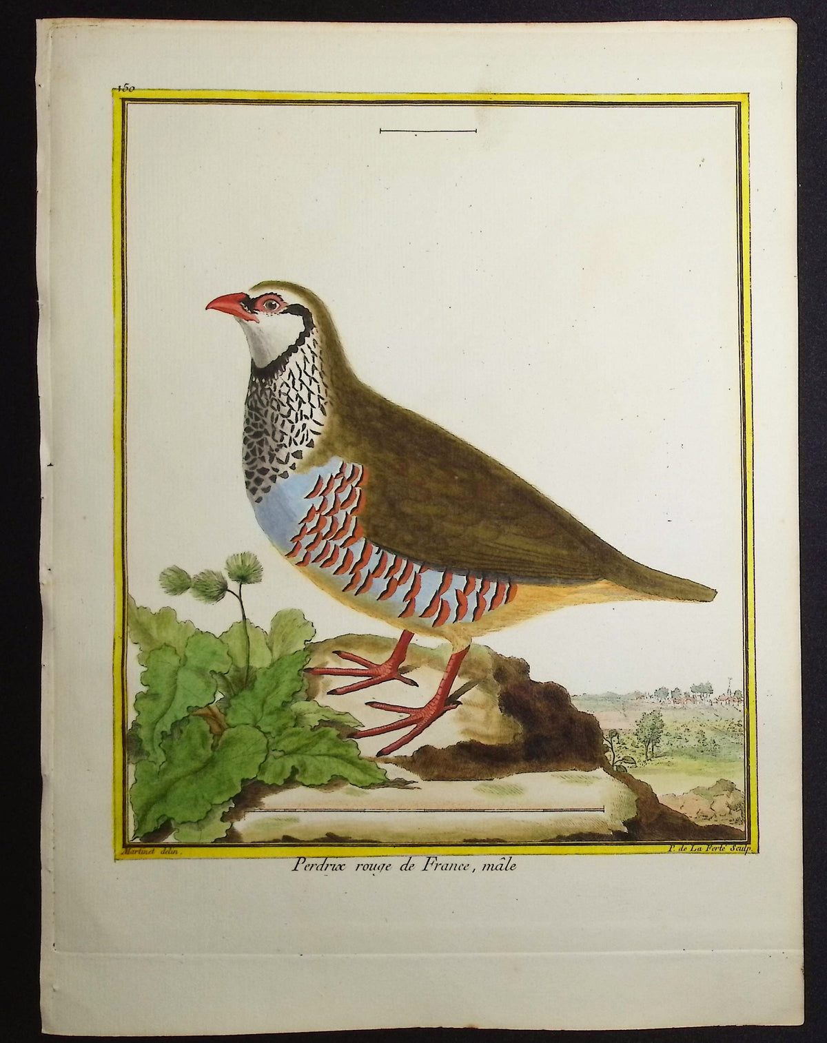 Partridge