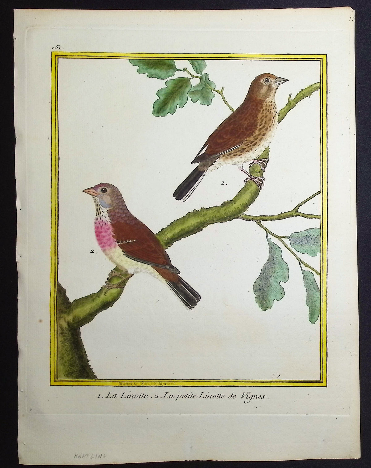 Linnet