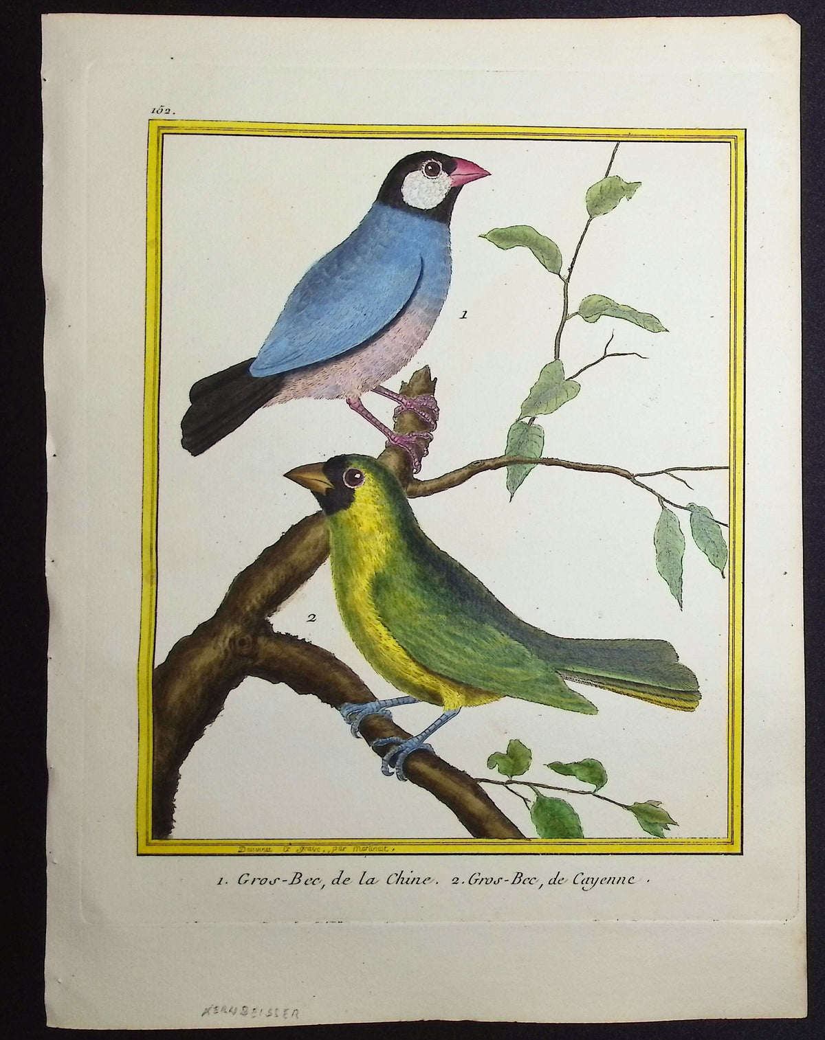 Grosbeak