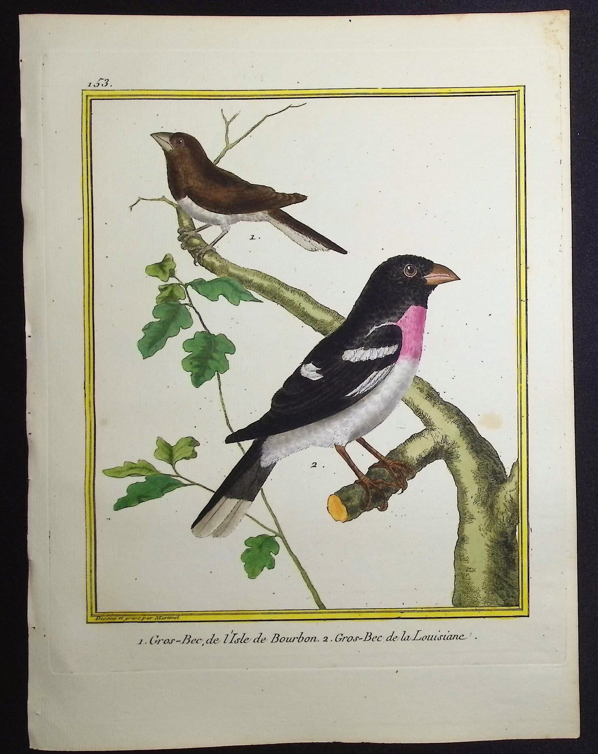 Grosbeak
