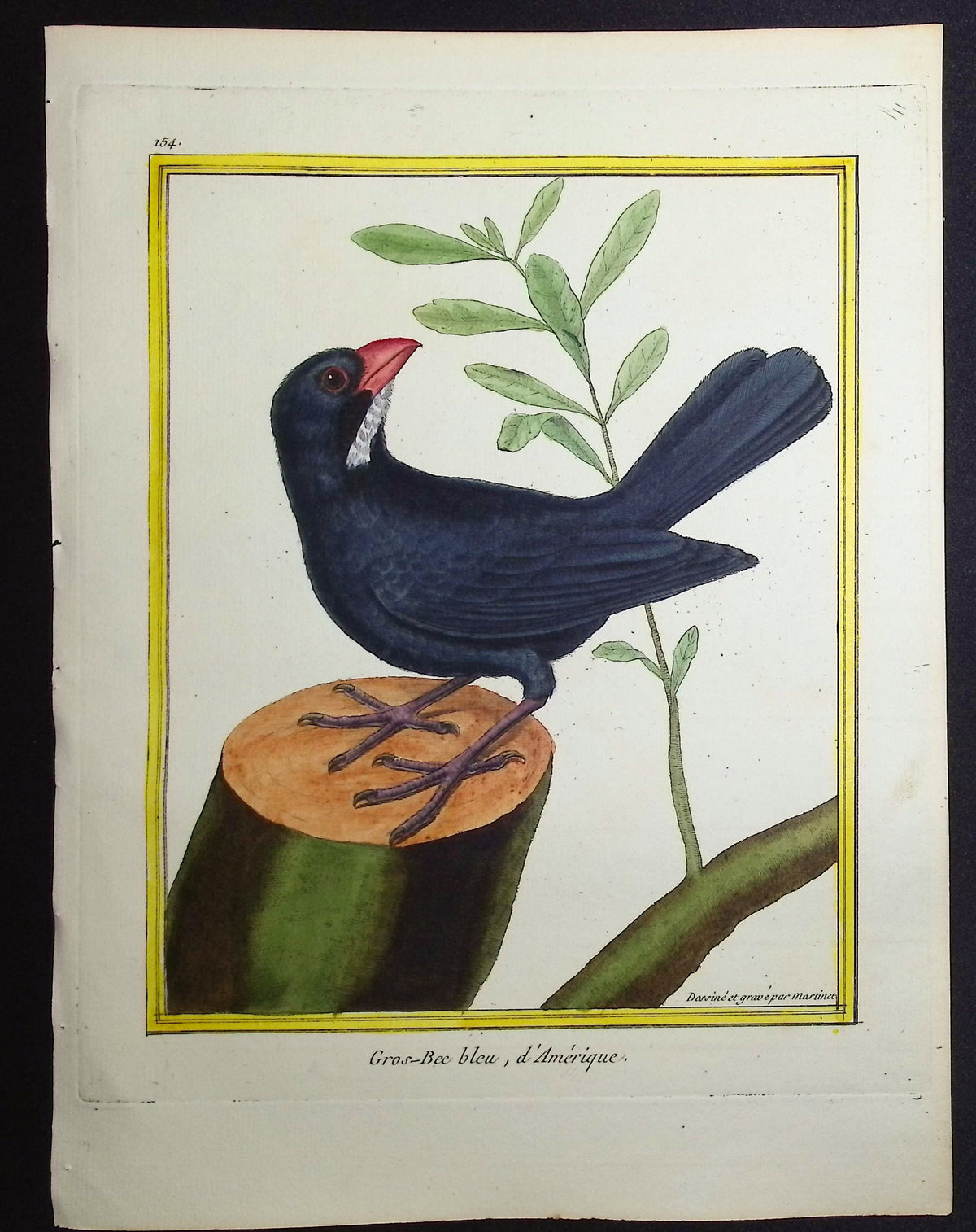 Grosbeak