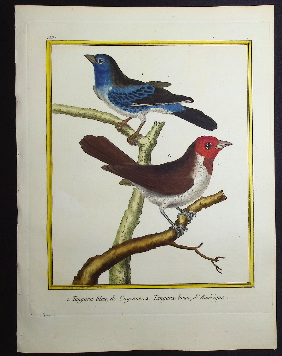 Tanager