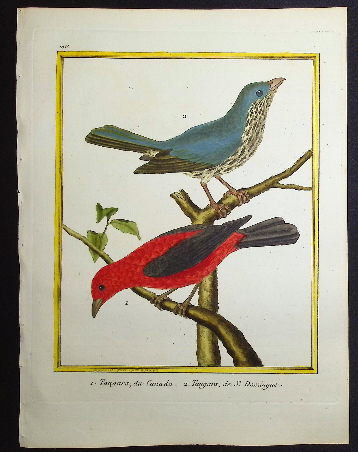 Tanager