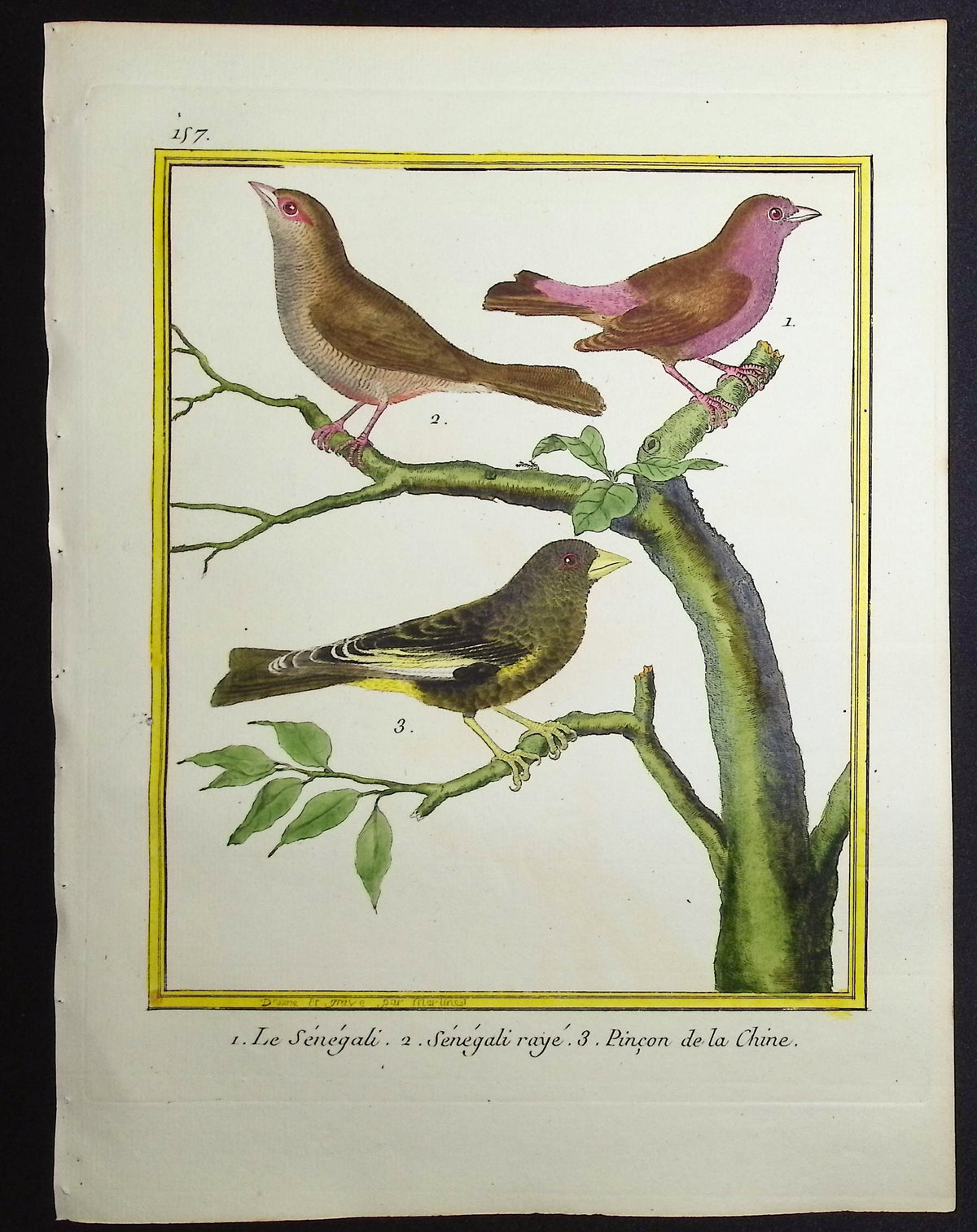 Finch