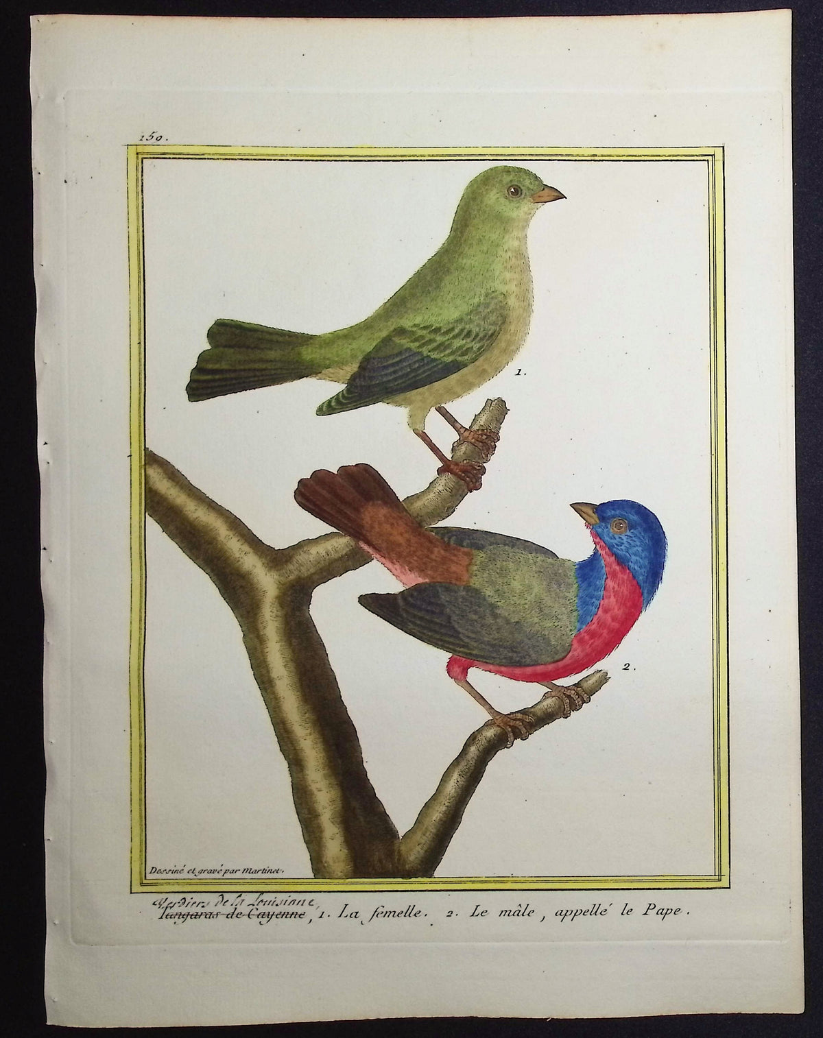 Tanagers