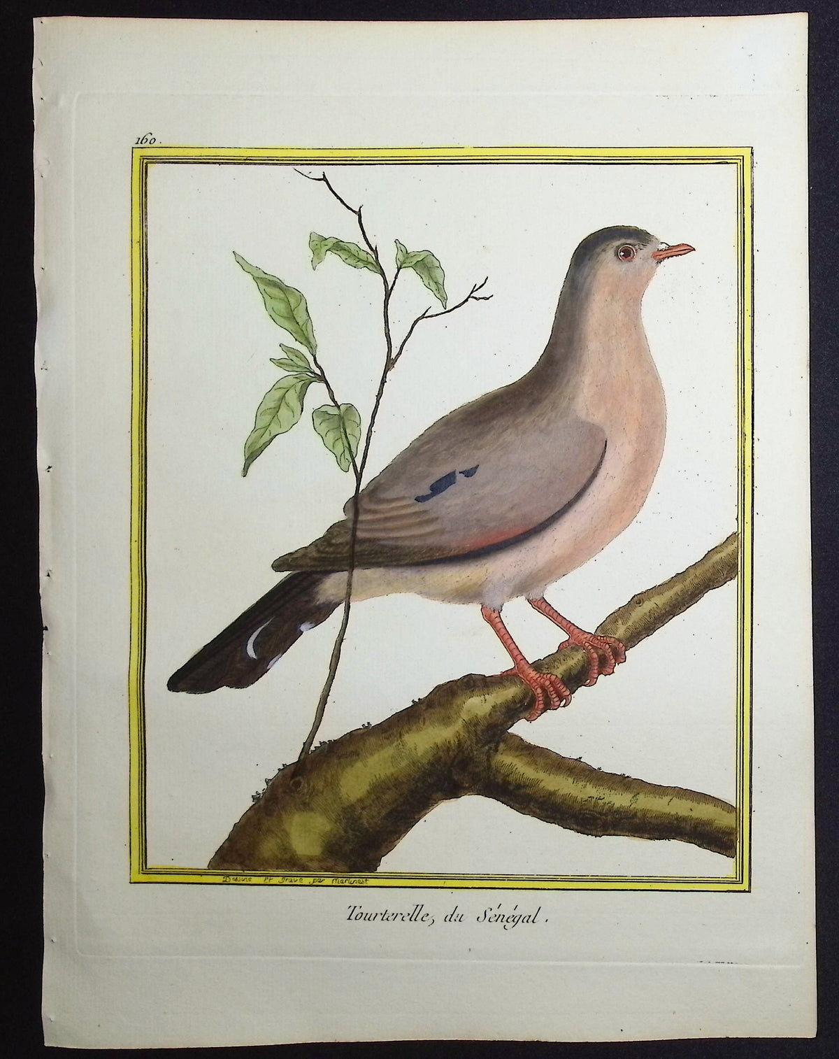 Turtledove