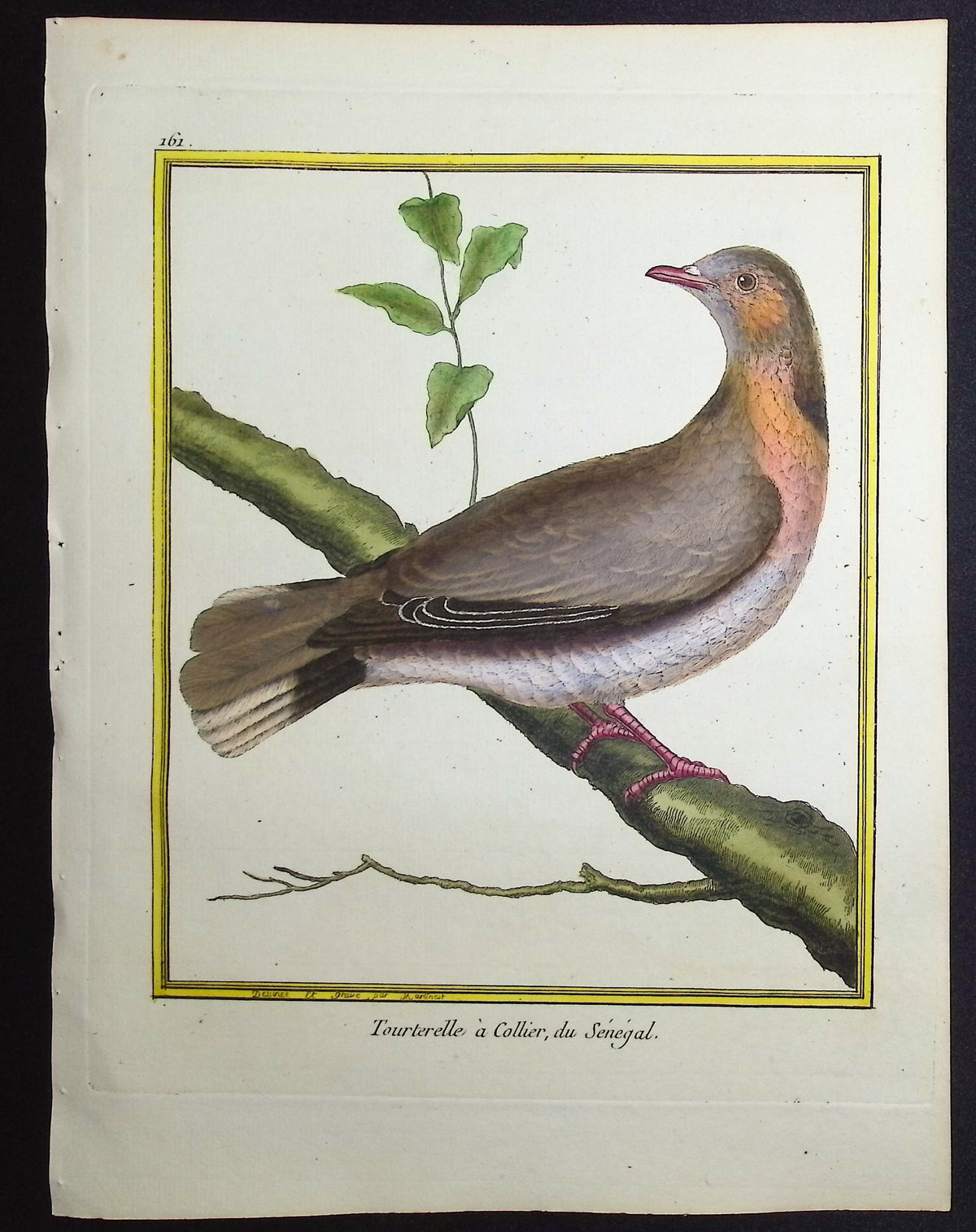 Turtledove