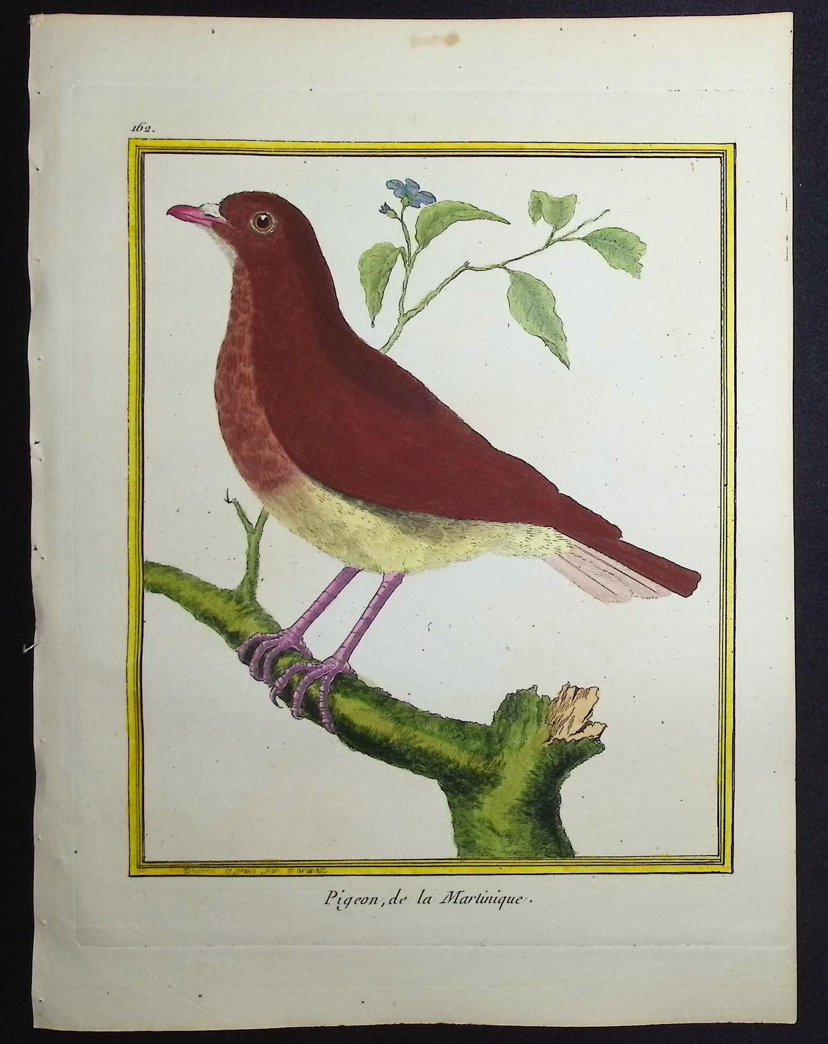 Pigeon
