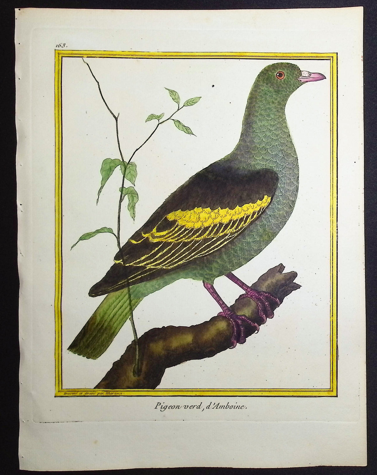 Pigeon