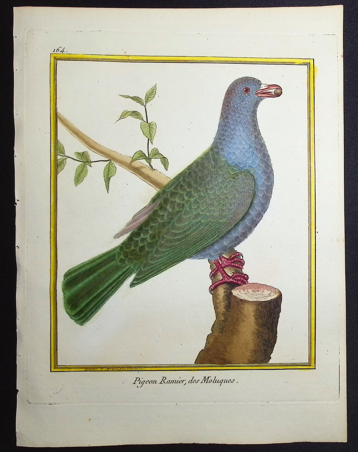 Pigeon