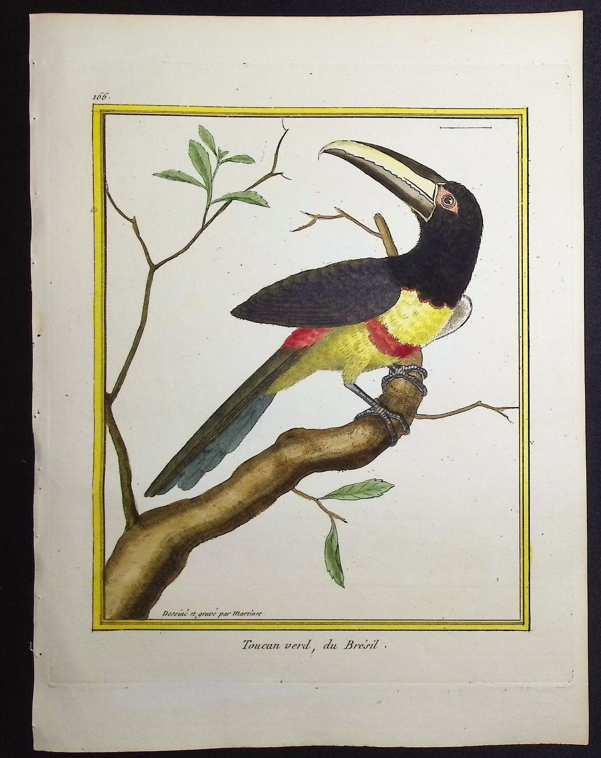 Toucan