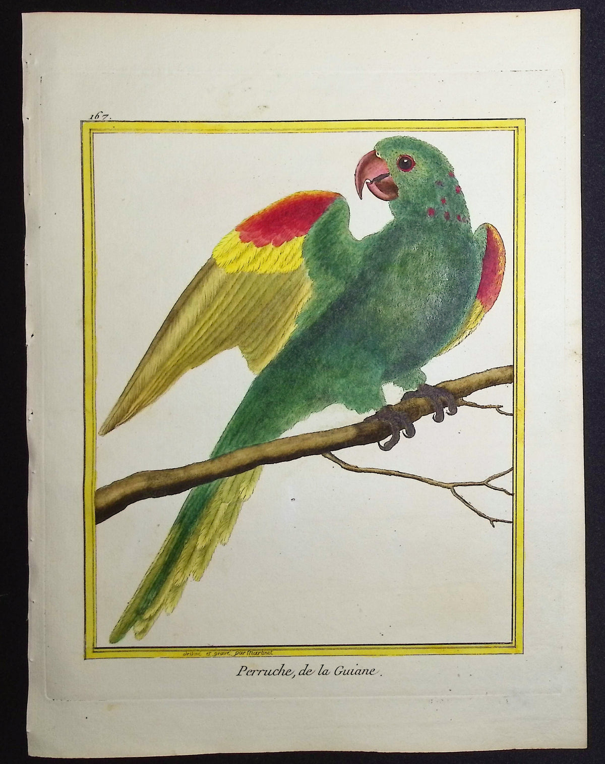 Parrot