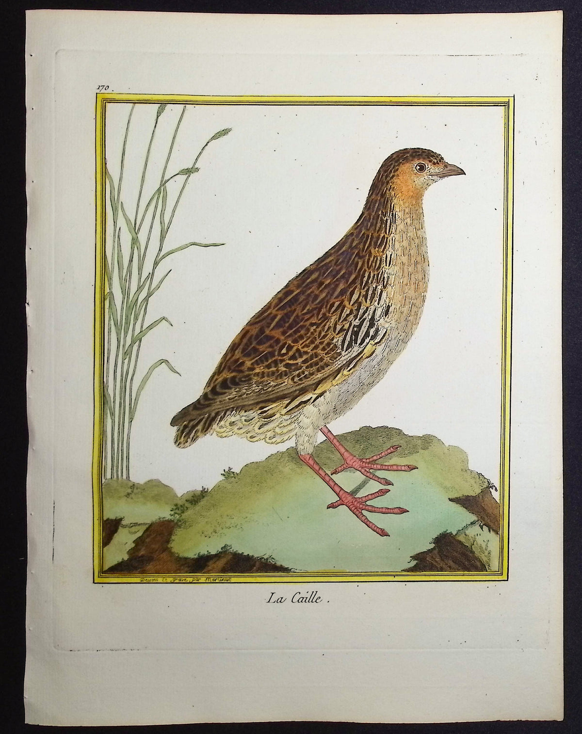 Quail