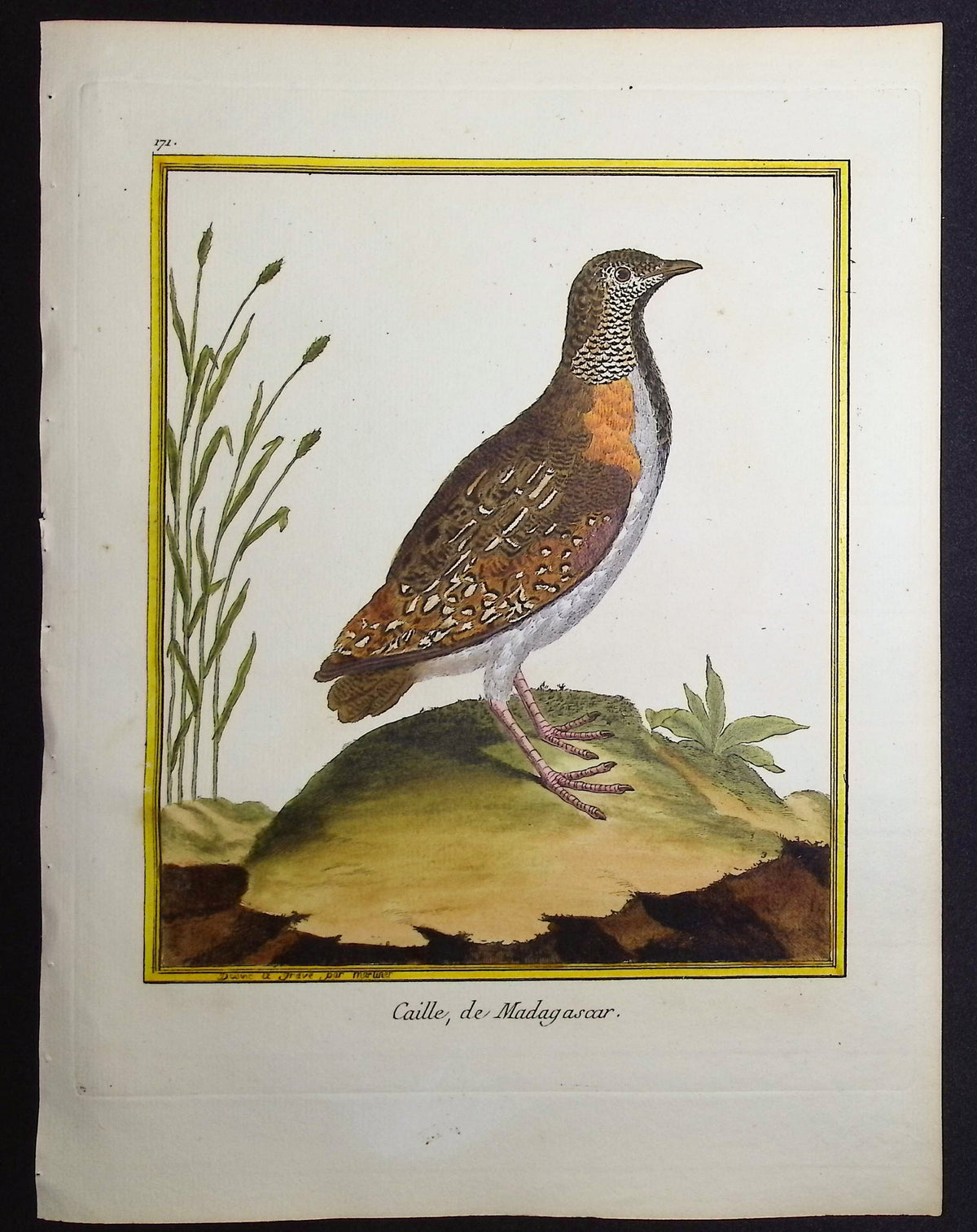 Quail