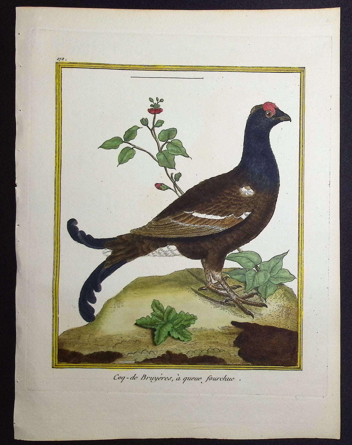 Capercaillie