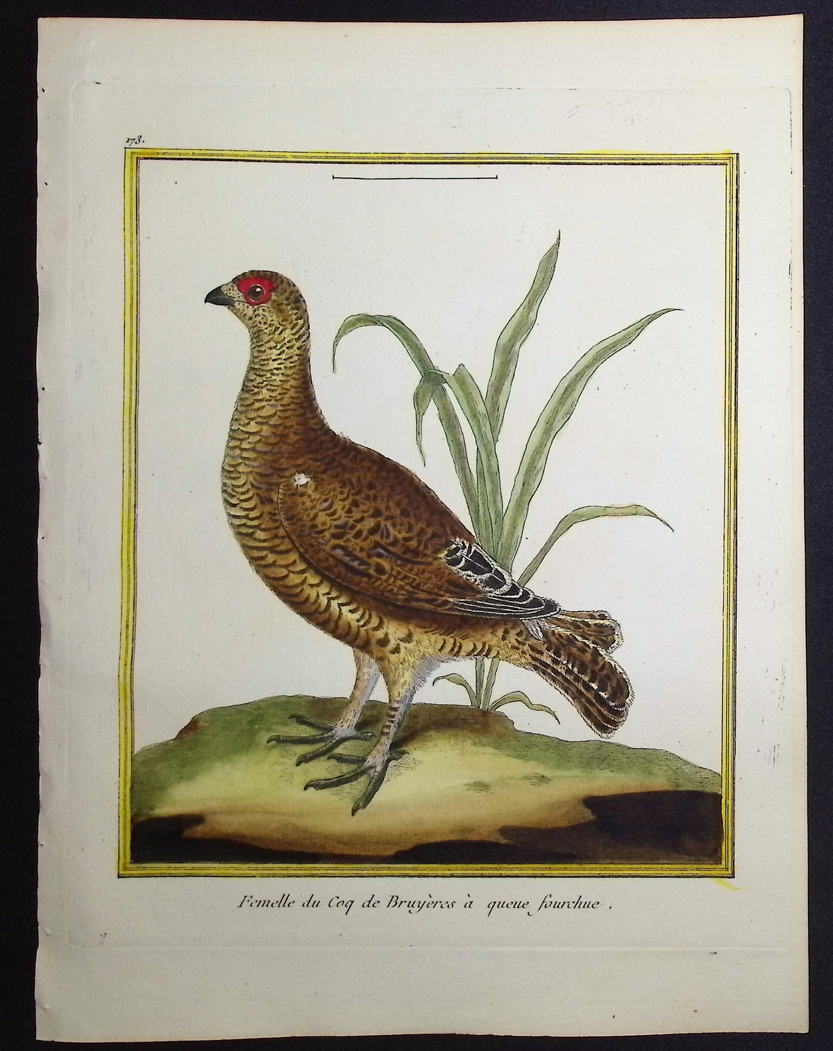 Capercaille (Female)