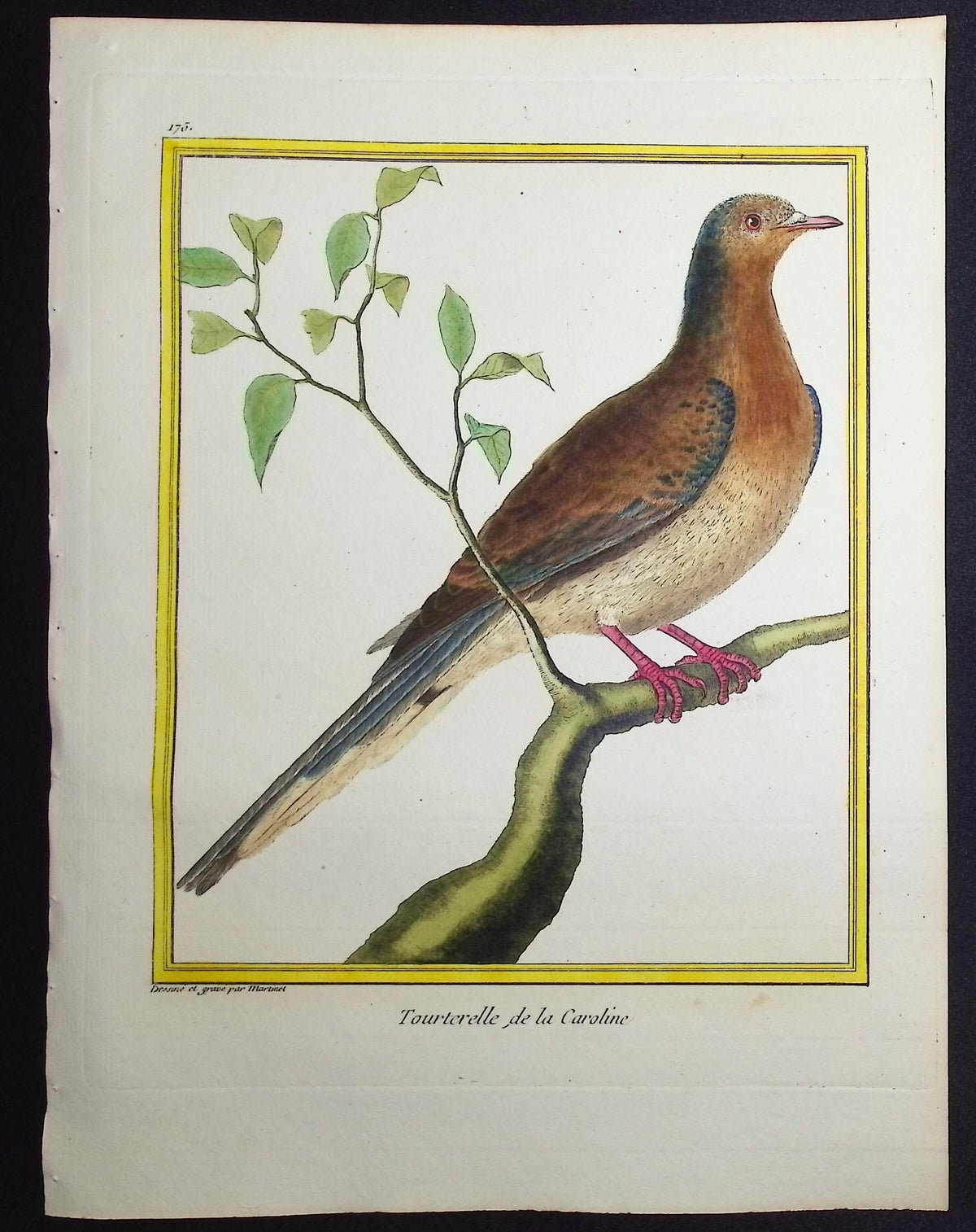 Turtledove