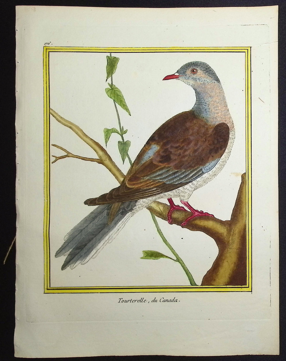 Turtledove