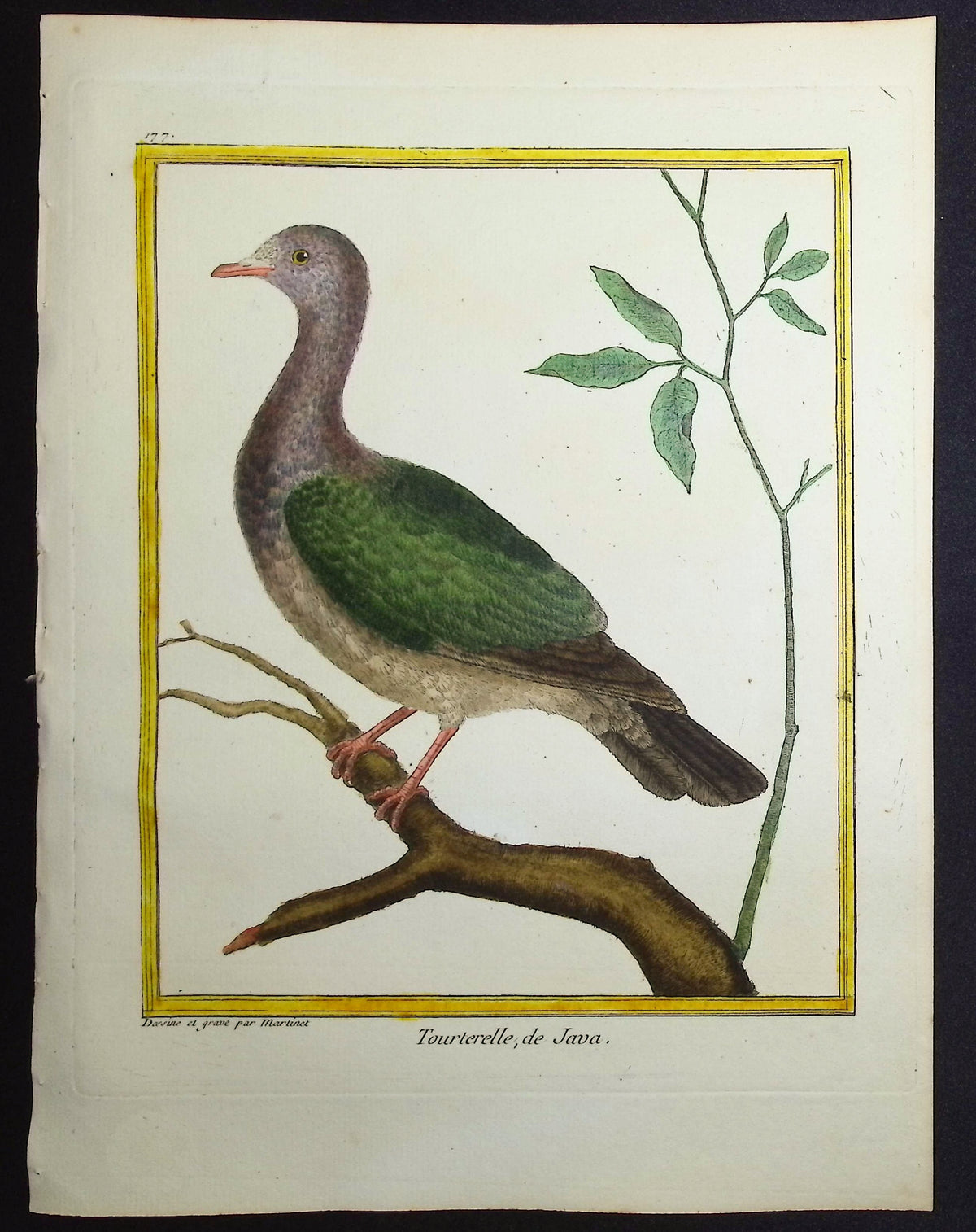 Turtledove